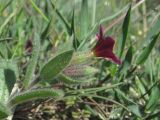 Nonea rosea