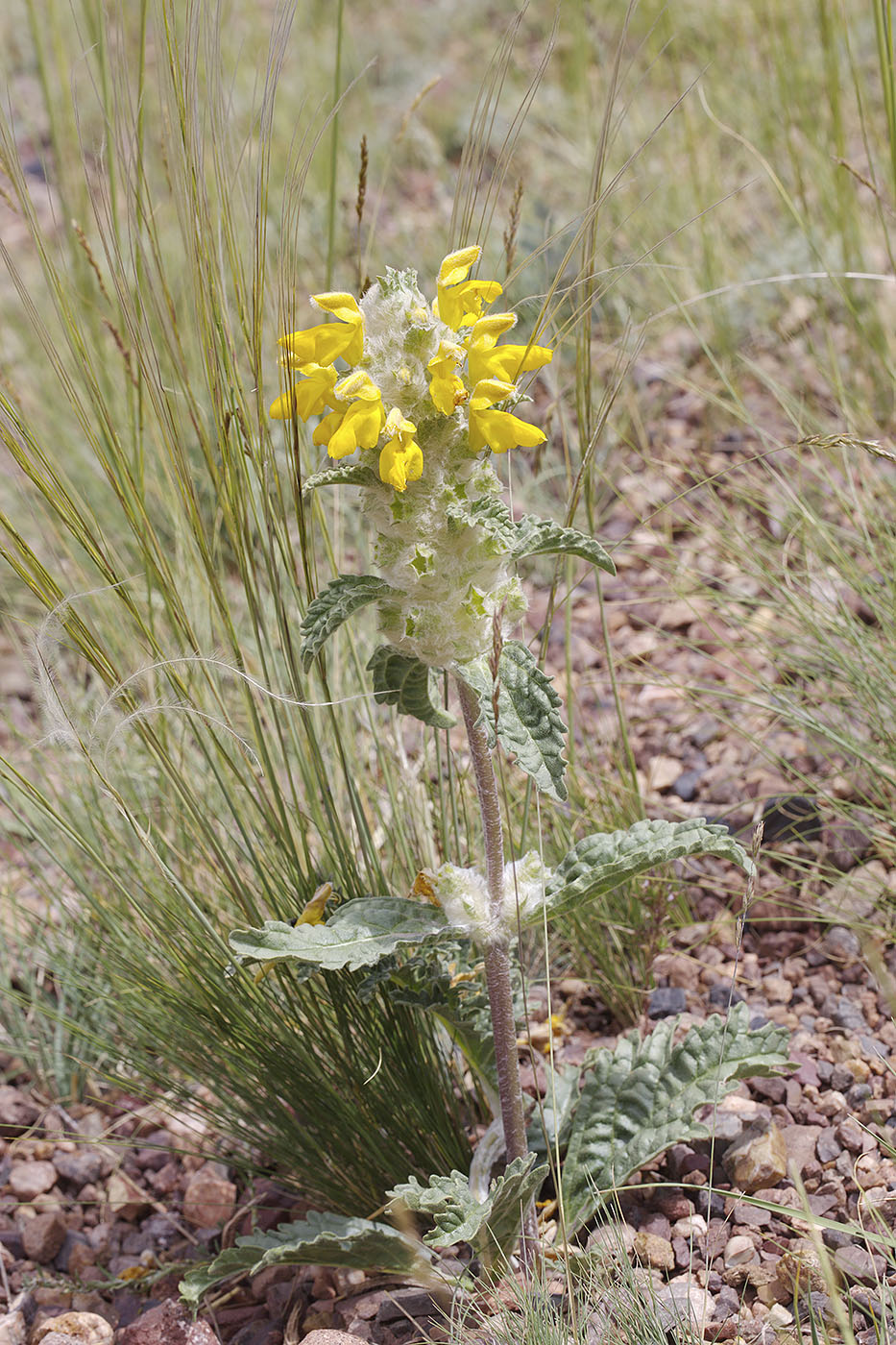 Изображение особи Phlomoides speciosa.