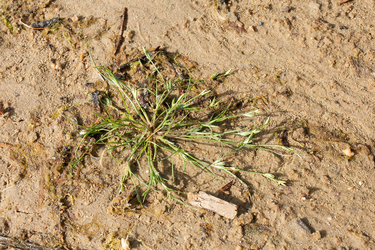 Изображение особи Juncus bufonius.