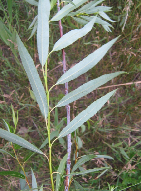 Image of Salix acutifolia specimen.