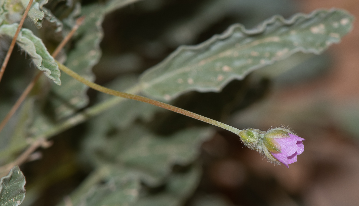 Изображение особи Monsonia heliotropioides.