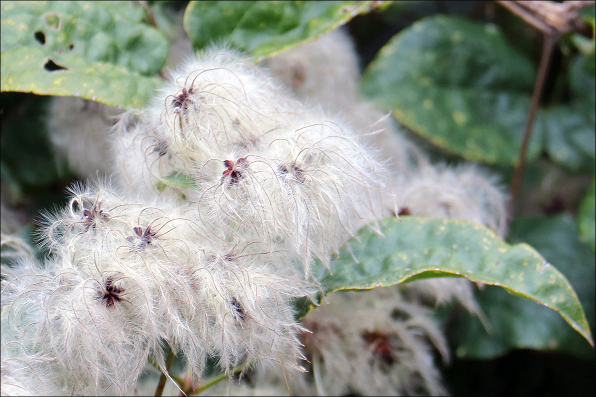 Image of Clematis vitalba specimen.