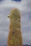 Trichocereus atacamensis