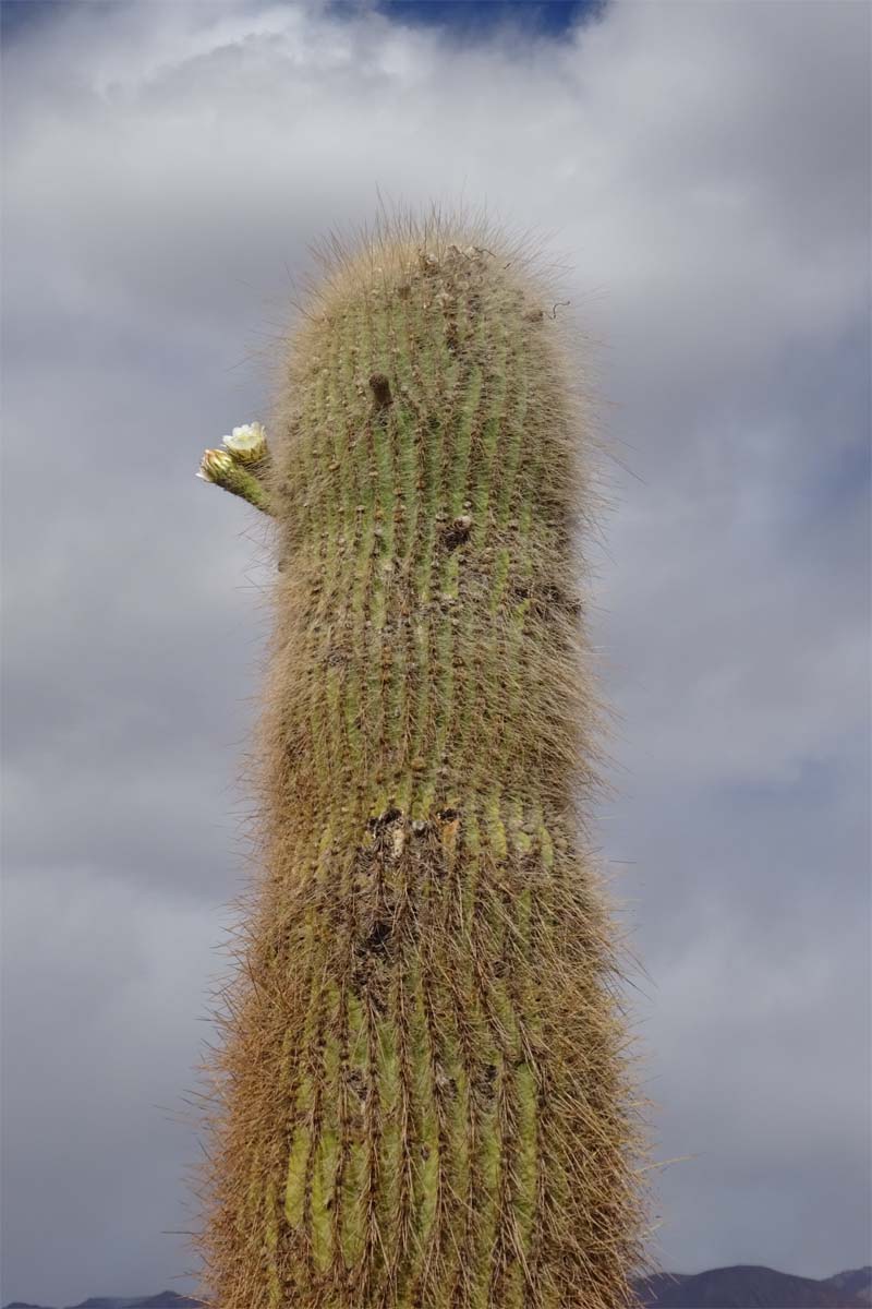 Изображение особи Trichocereus atacamensis.