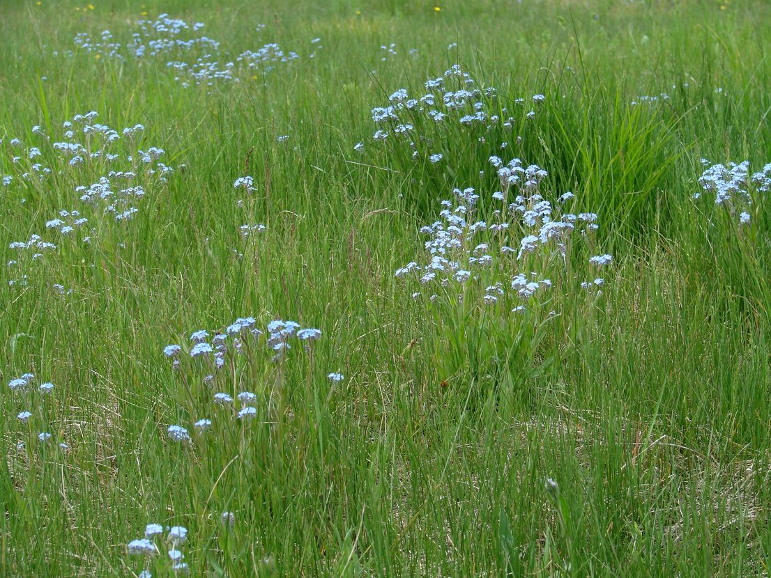 Image of Myosotis imitata specimen.