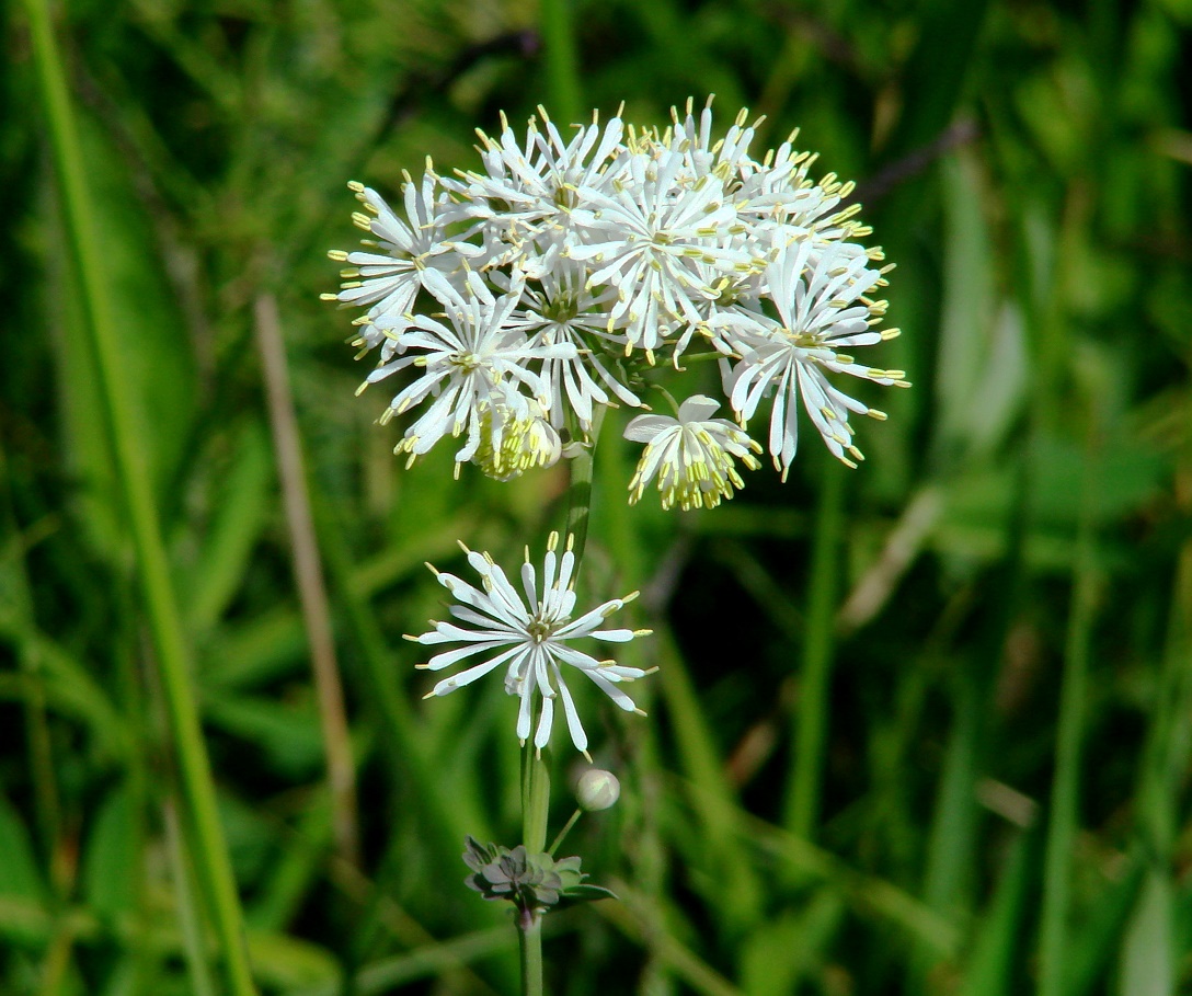 Image of Thalictrum petaloideum specimen.