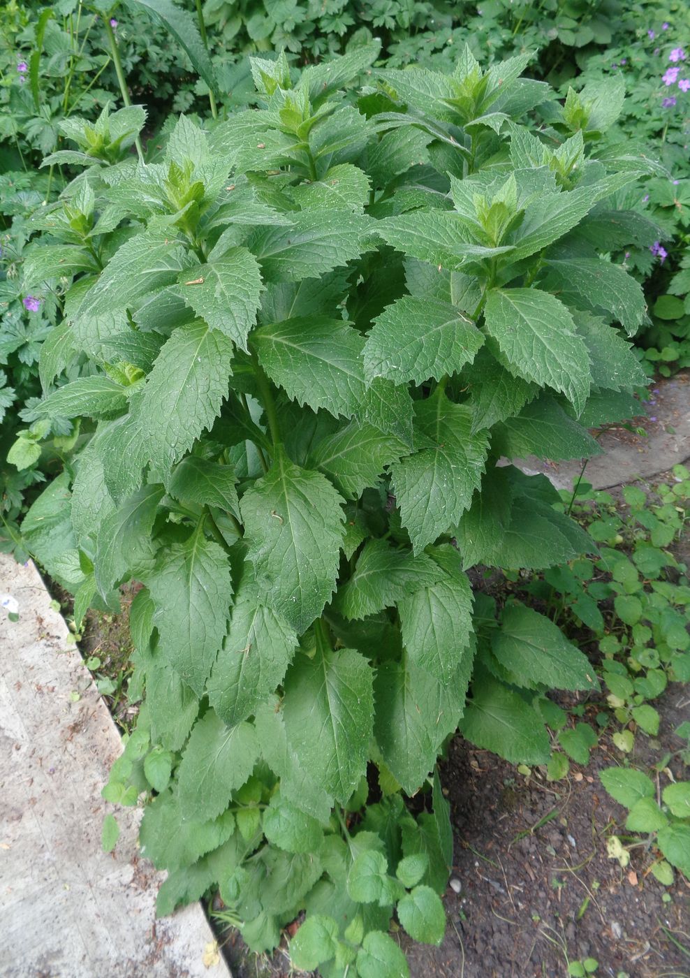 Image of Campanula latifolia specimen.