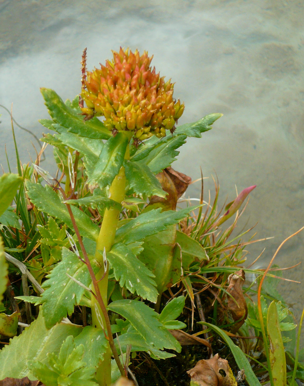 Image of Rhodiola krylovii specimen.