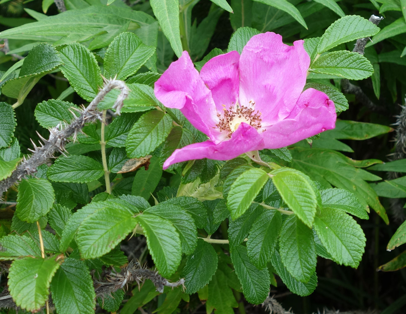 Изображение особи Rosa rugosa.