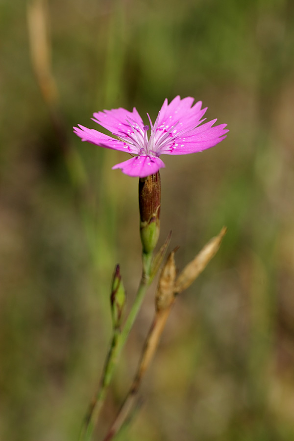 Изображение особи Dianthus deltoides.