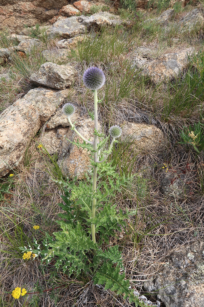 Image of Echinops davuricus specimen.