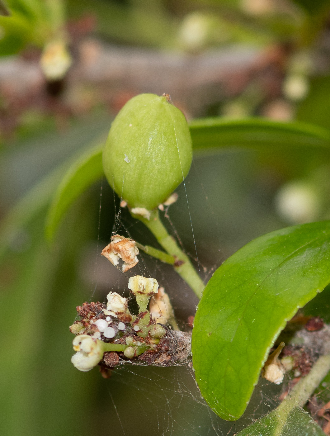 Изображение особи Maytenus canariensis.