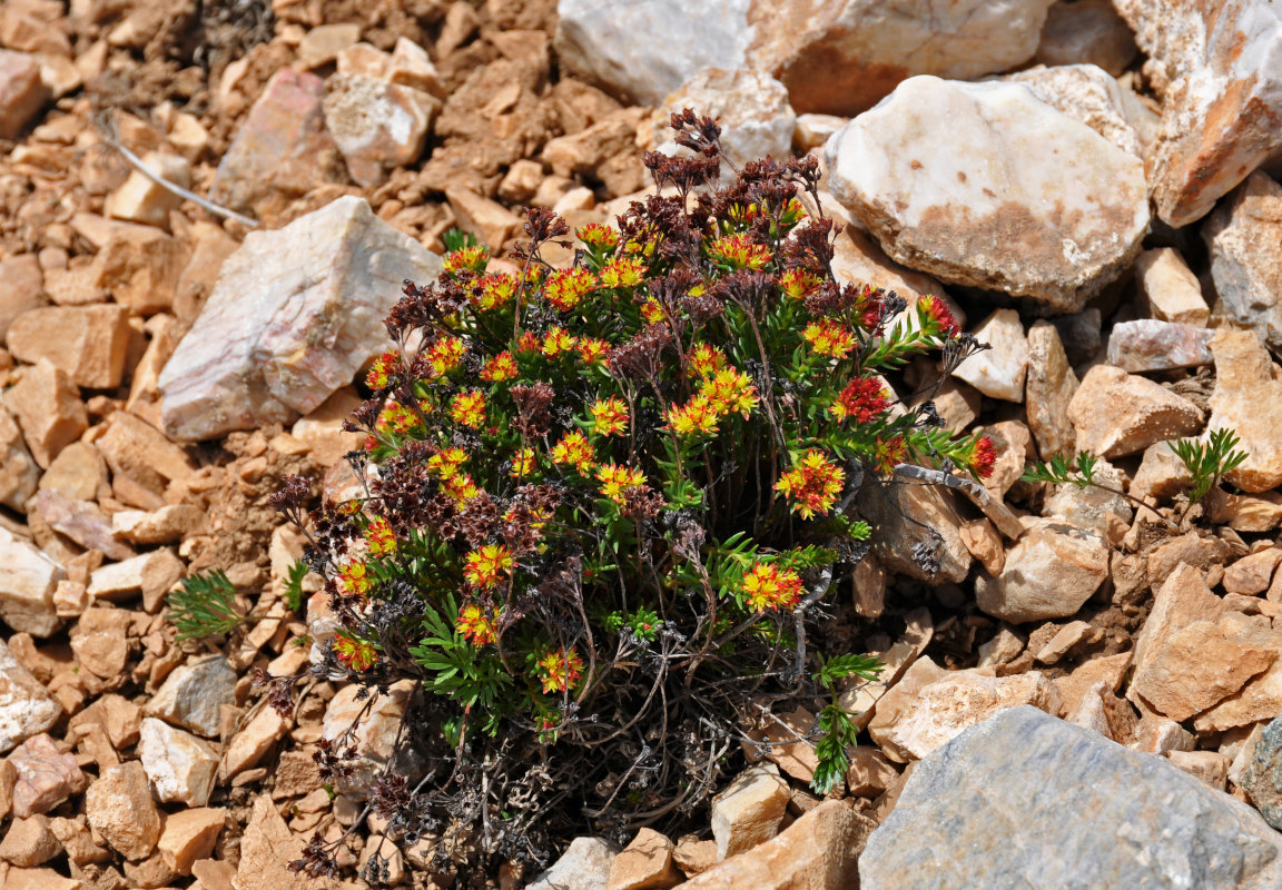 Image of Rhodiola quadrifida specimen.