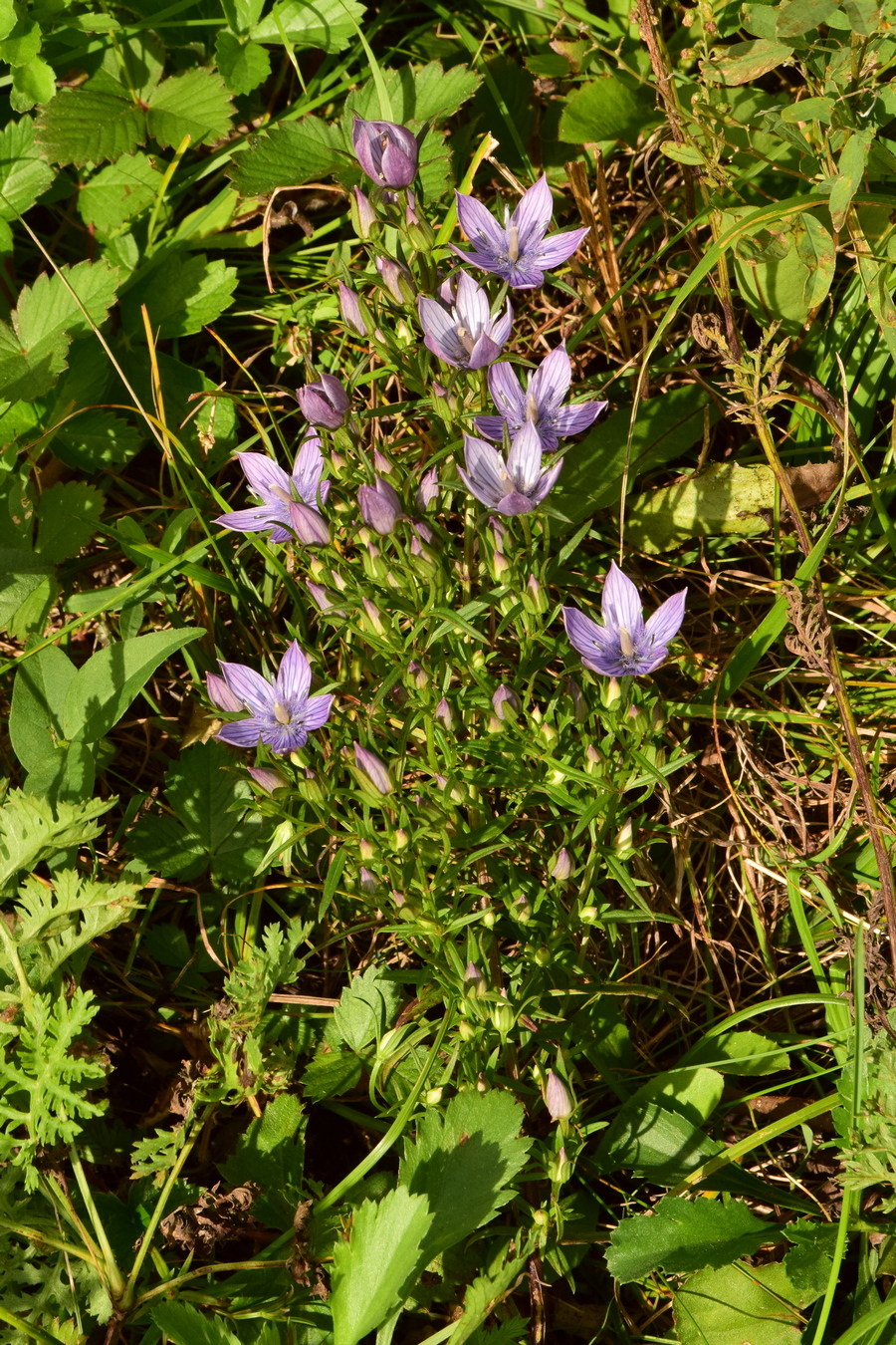 Image of Ophelia diluta specimen.