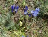 Gentiana olivieri