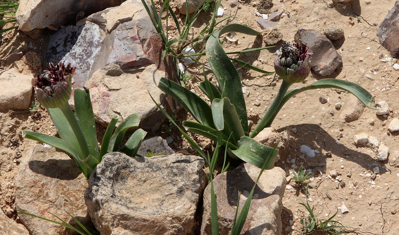 Image of Allium rothii specimen.