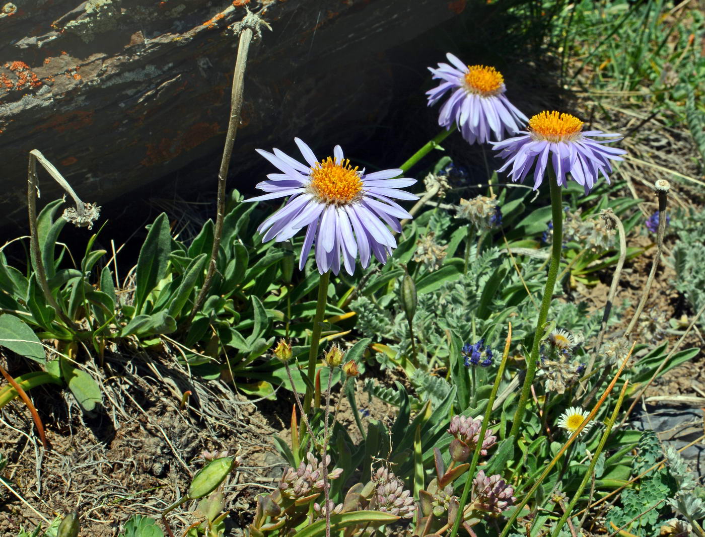 Image of Aster vvedenskyi specimen.