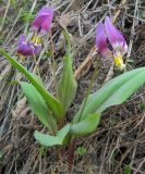 Erythronium sibiricum. Цветущие растения на опушке сосново-берёзового леса. Окр. Томска. 23.05.2010.