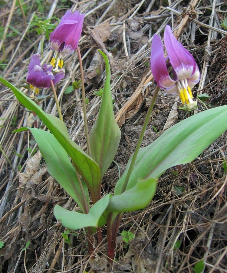 Изображение особи Erythronium sibiricum.