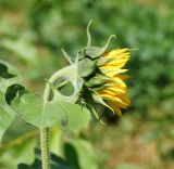 Helianthus annuus