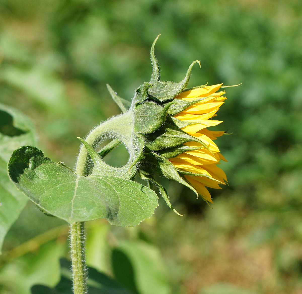 Изображение особи Helianthus annuus.