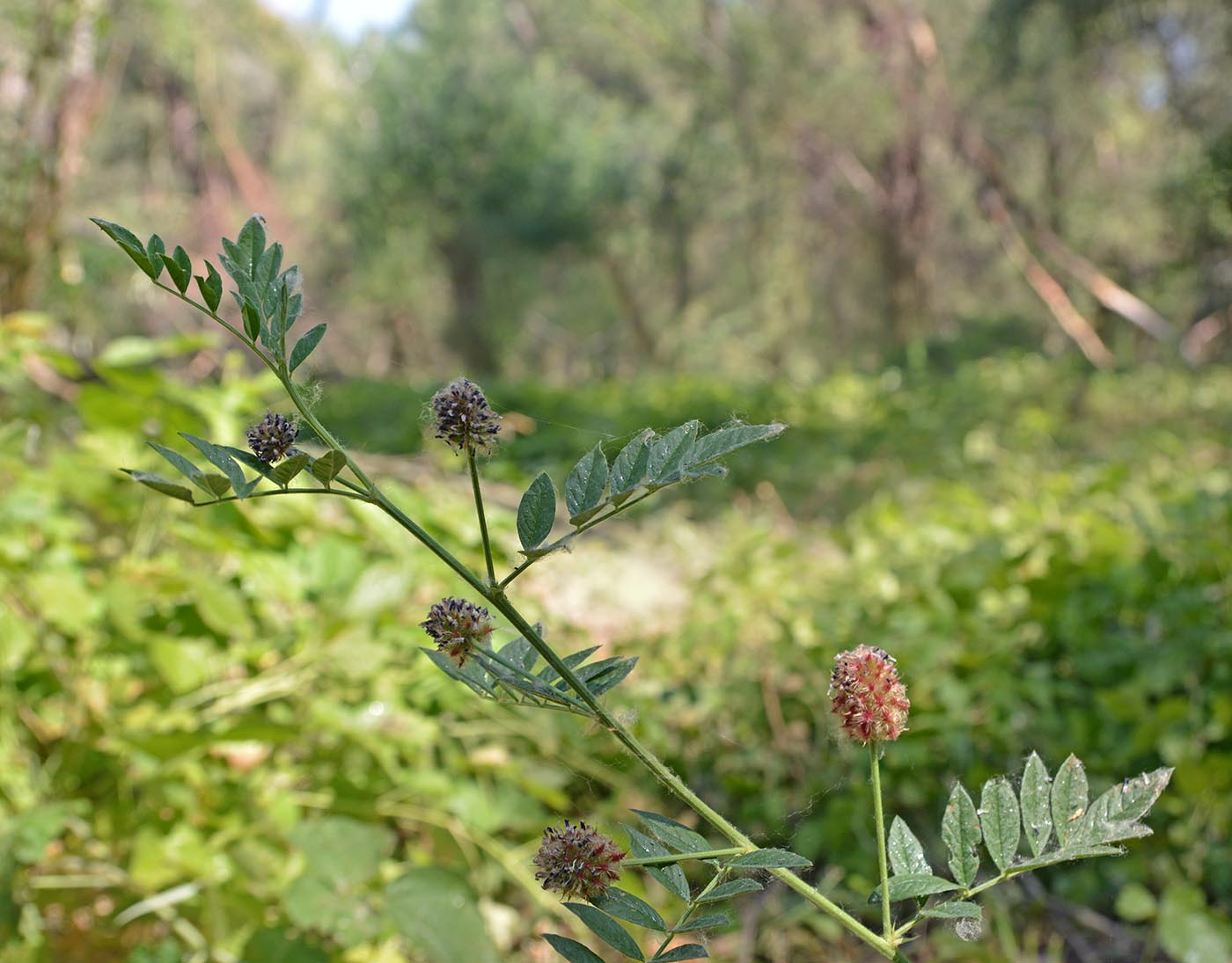 Изображение особи Glycyrrhiza echinata.