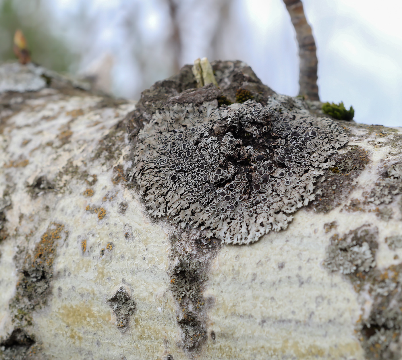 Image of genus Physcia specimen.