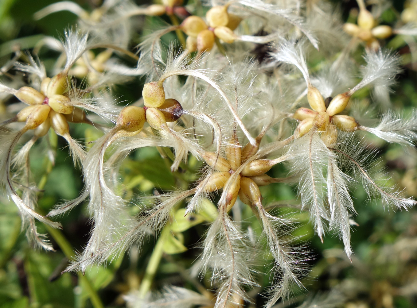 Изображение особи Clematis mandshurica.