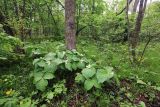 Trillium × komarovii. Цветущие растения. Приморский край, окр. г. Владивосток, долинный ясеневый лес. 19.05.2020.