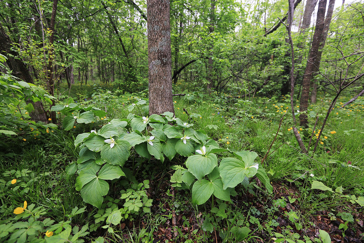 Image of Trillium &times; komarovii specimen.