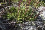 Saxifraga cartilaginea