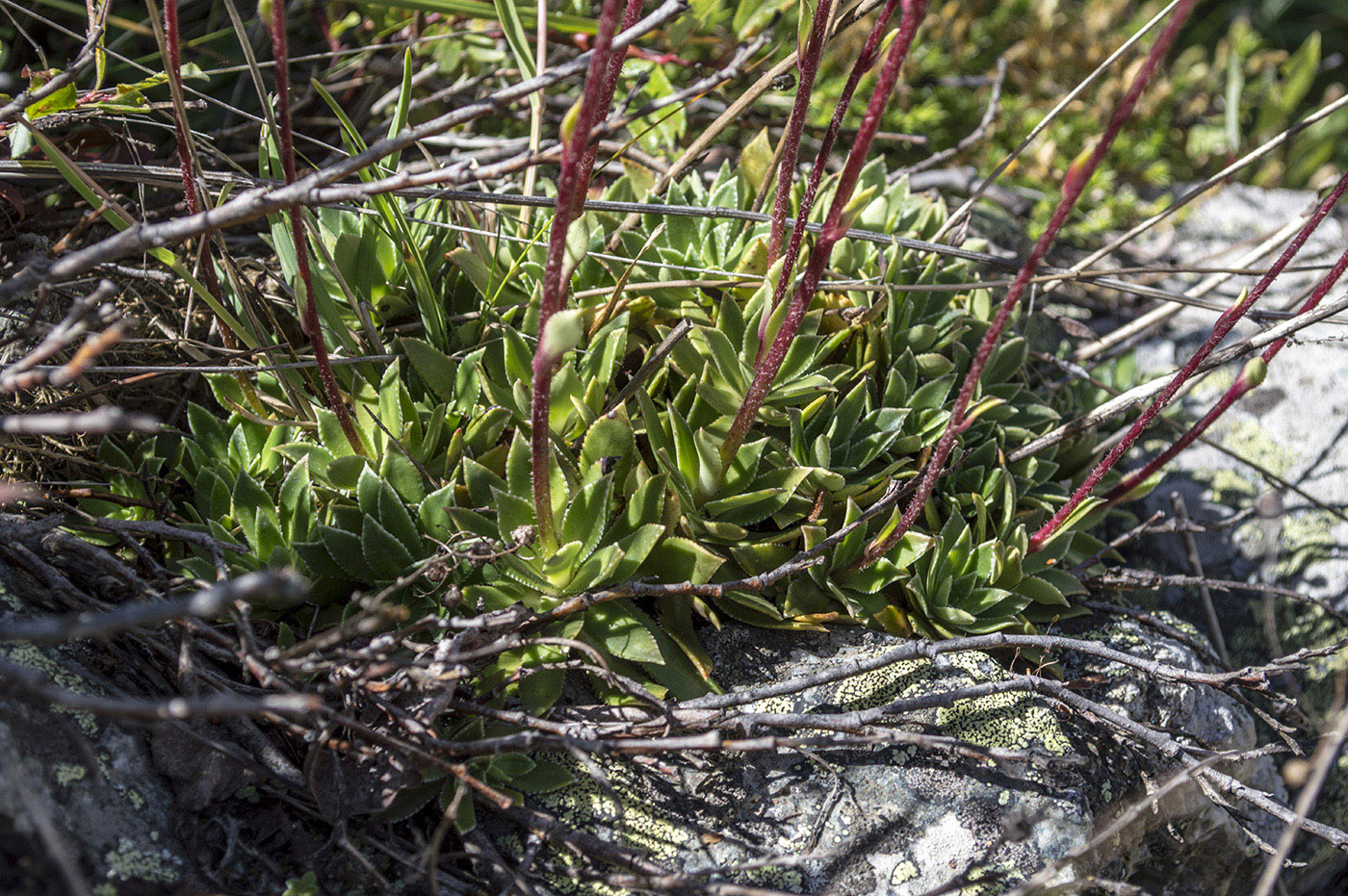 Image of Saxifraga cartilaginea specimen.