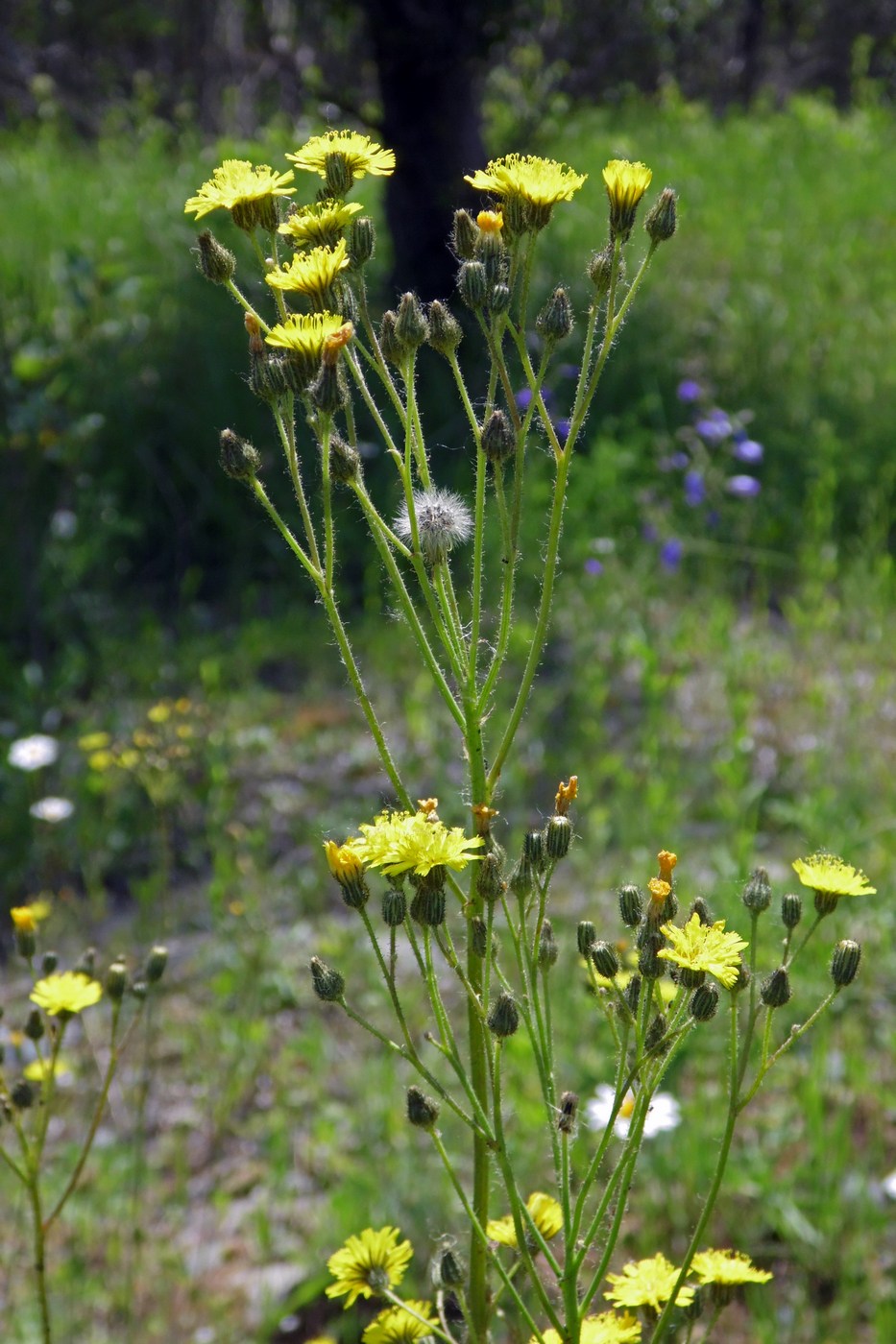 Image of genus Pilosella specimen.