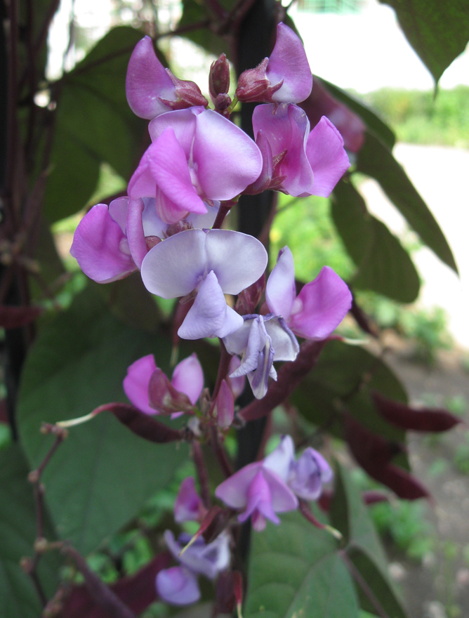 Изображение особи Dolichos purpureus.