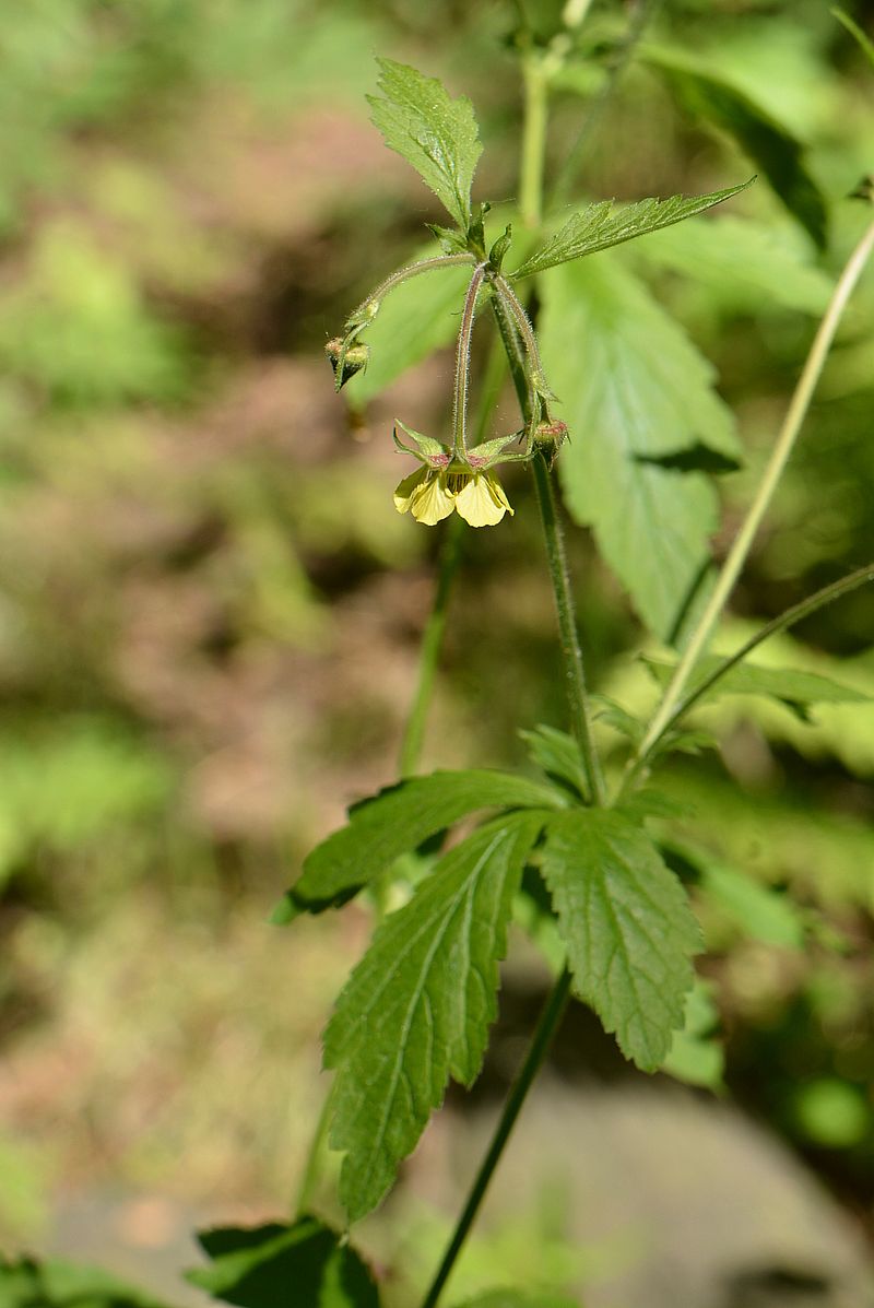 Изображение особи Geum &times; intermedium.