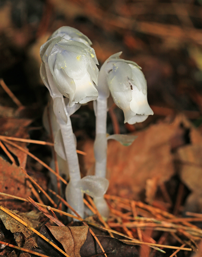 Image of Monotropastrum humile specimen.