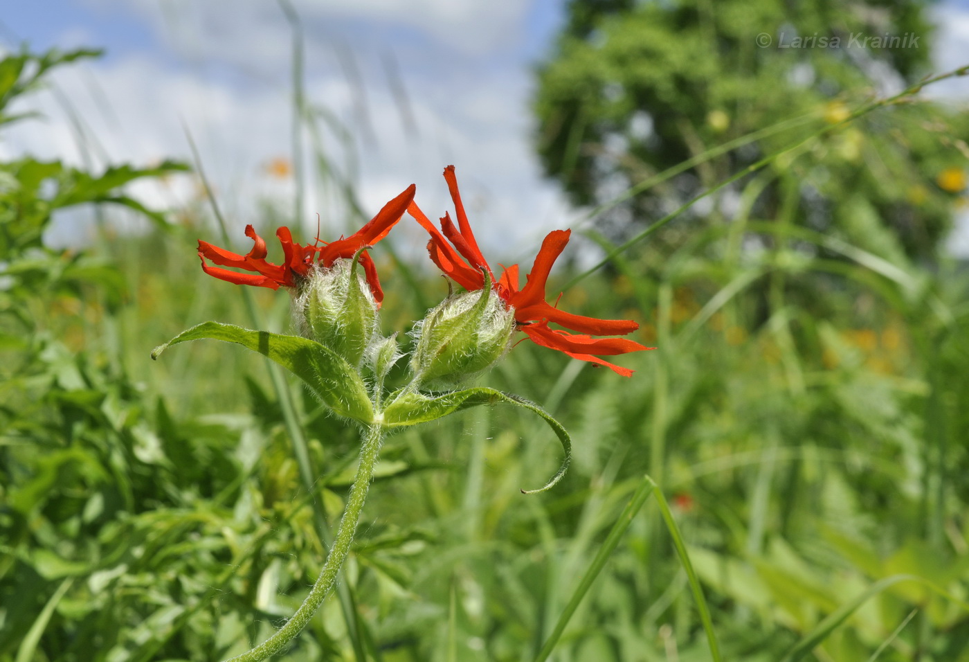 Изображение особи Lychnis fulgens.