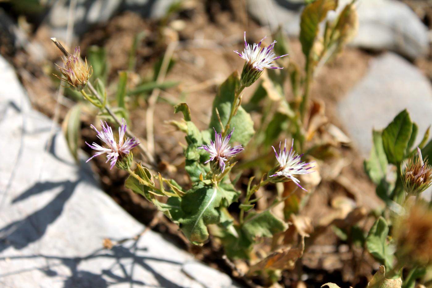 Image of Jurinea capusii specimen.