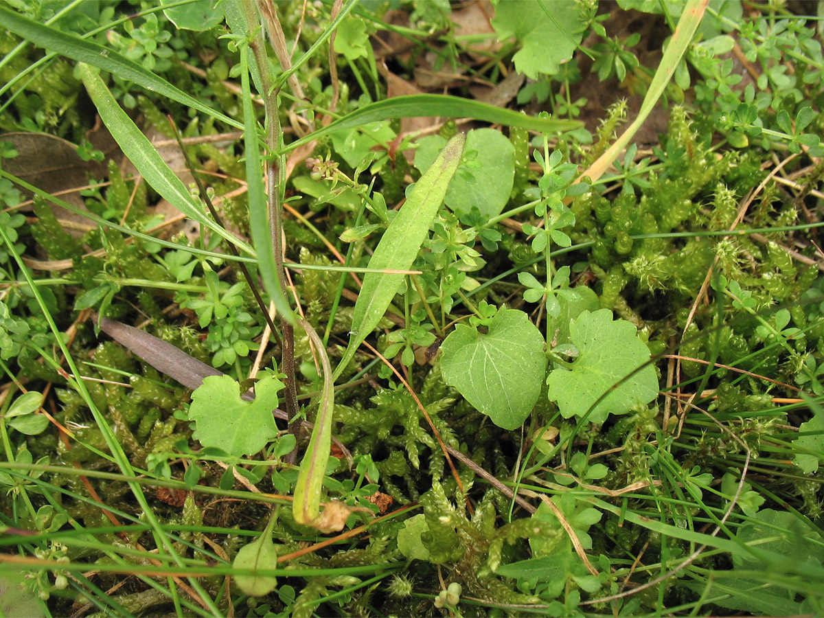 Изображение особи Campanula rotundifolia.