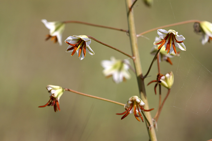 Изображение особи Eremurus soogdianus.