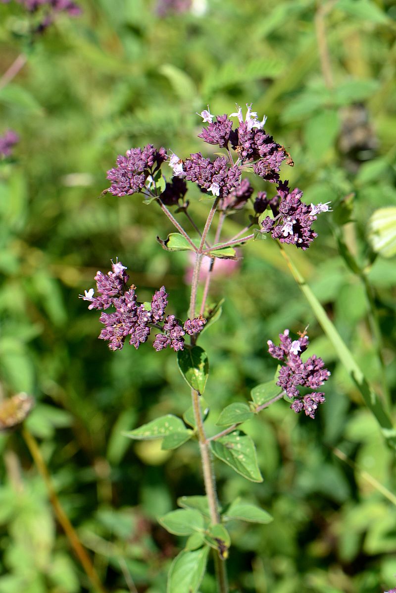 Изображение особи Origanum vulgare.