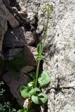 Valeriana ficariifolia