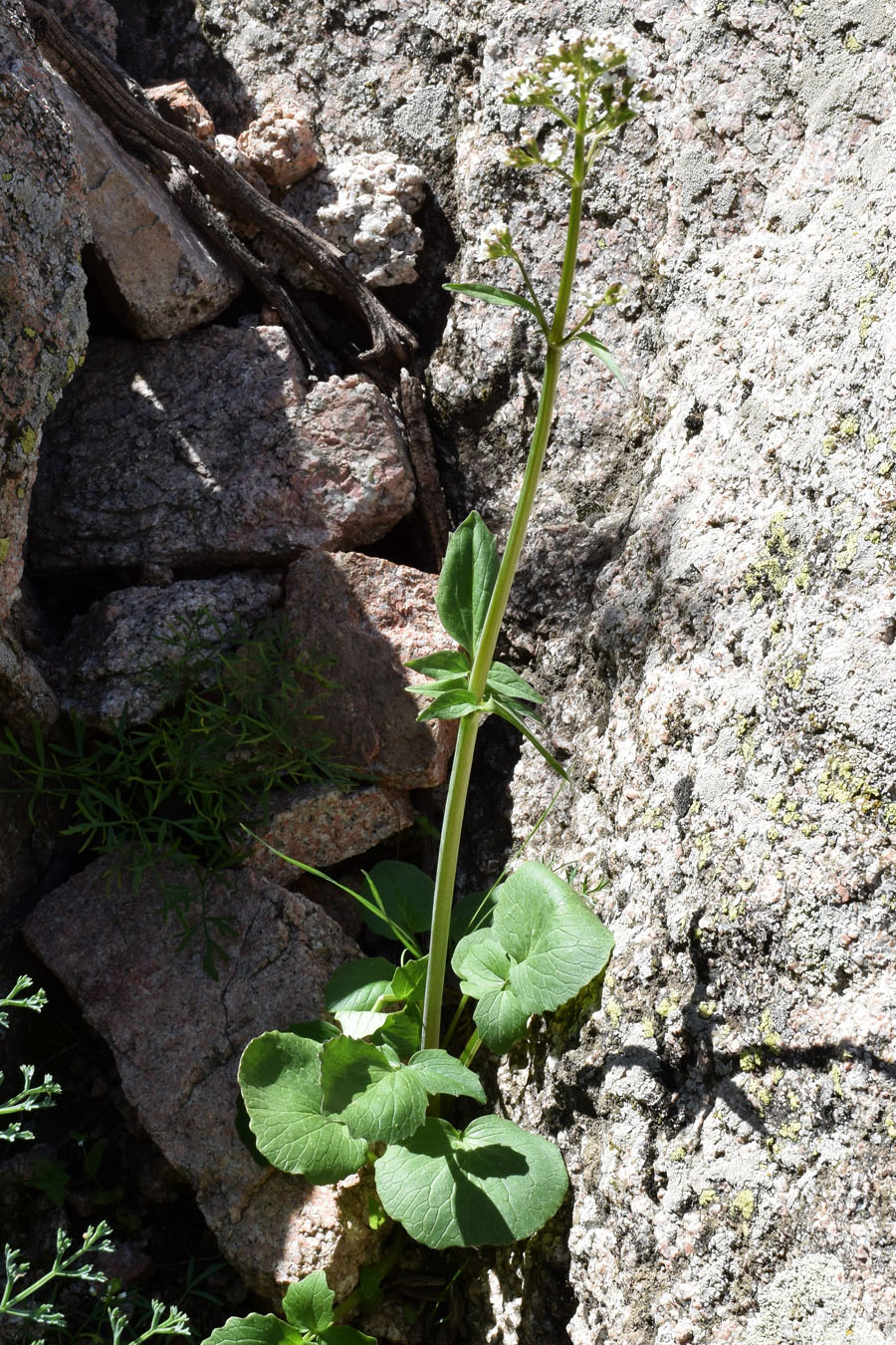 Изображение особи Valeriana ficariifolia.