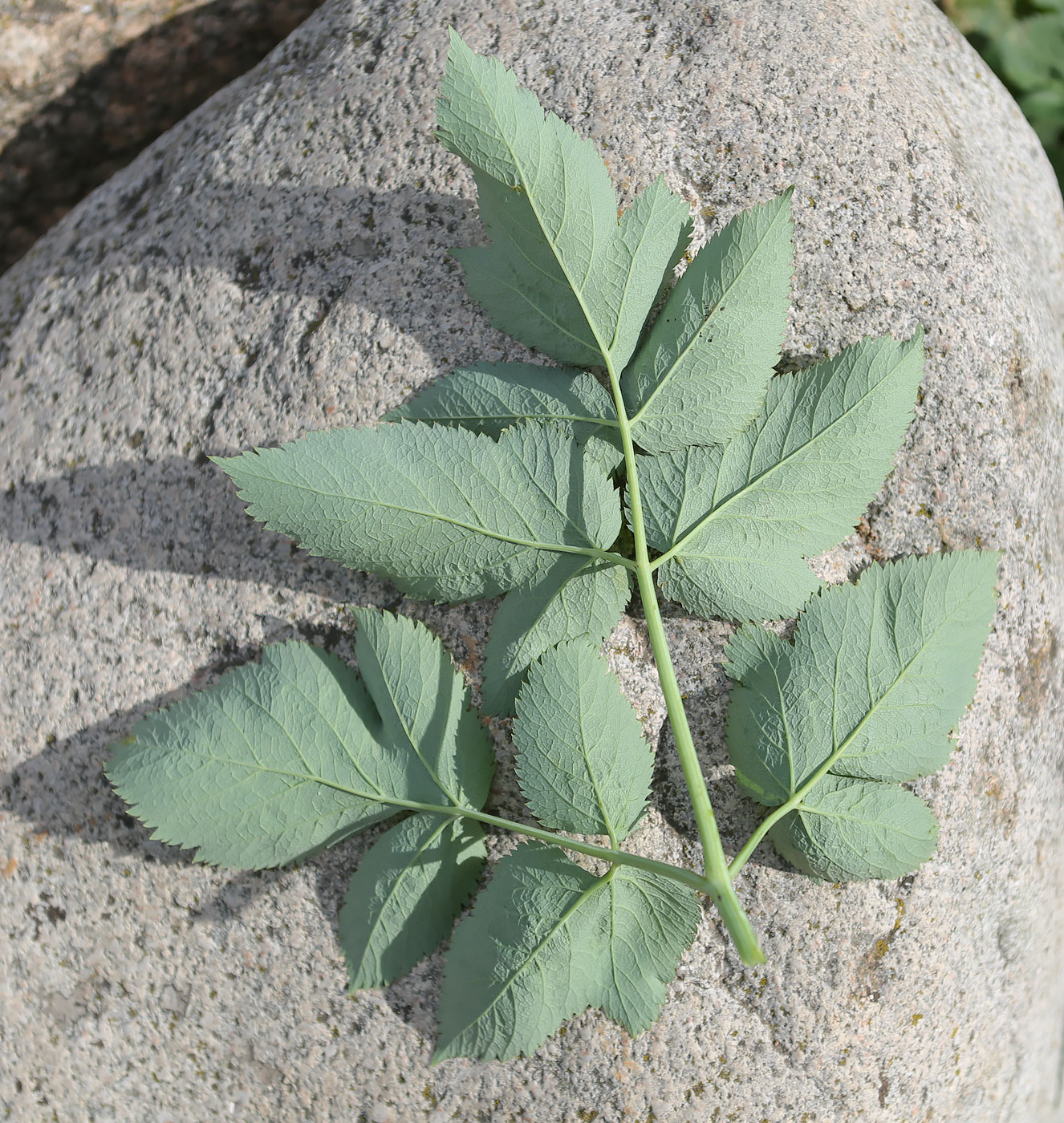 Изображение особи Archangelica litoralis.