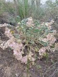 Hedysarum gypsaceum