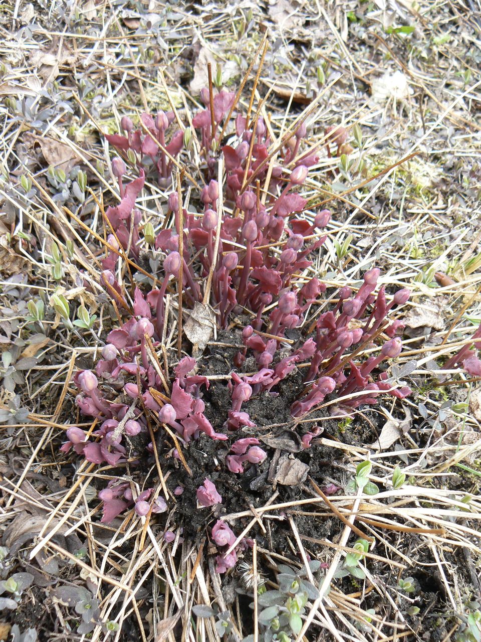 Image of Plagiorhegma dubium specimen.