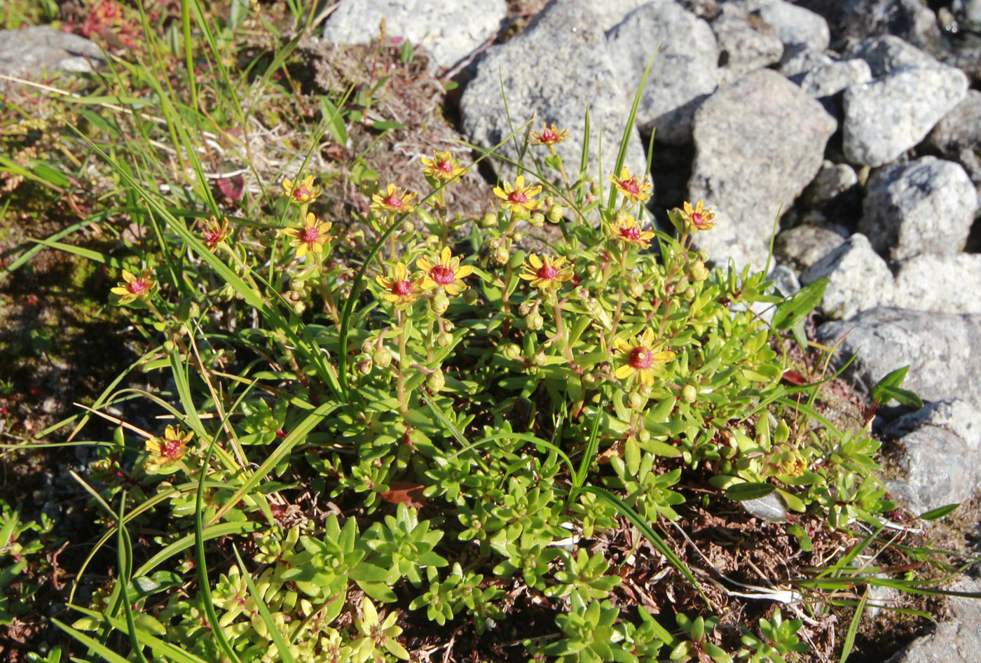 Изображение особи Saxifraga aizoides.