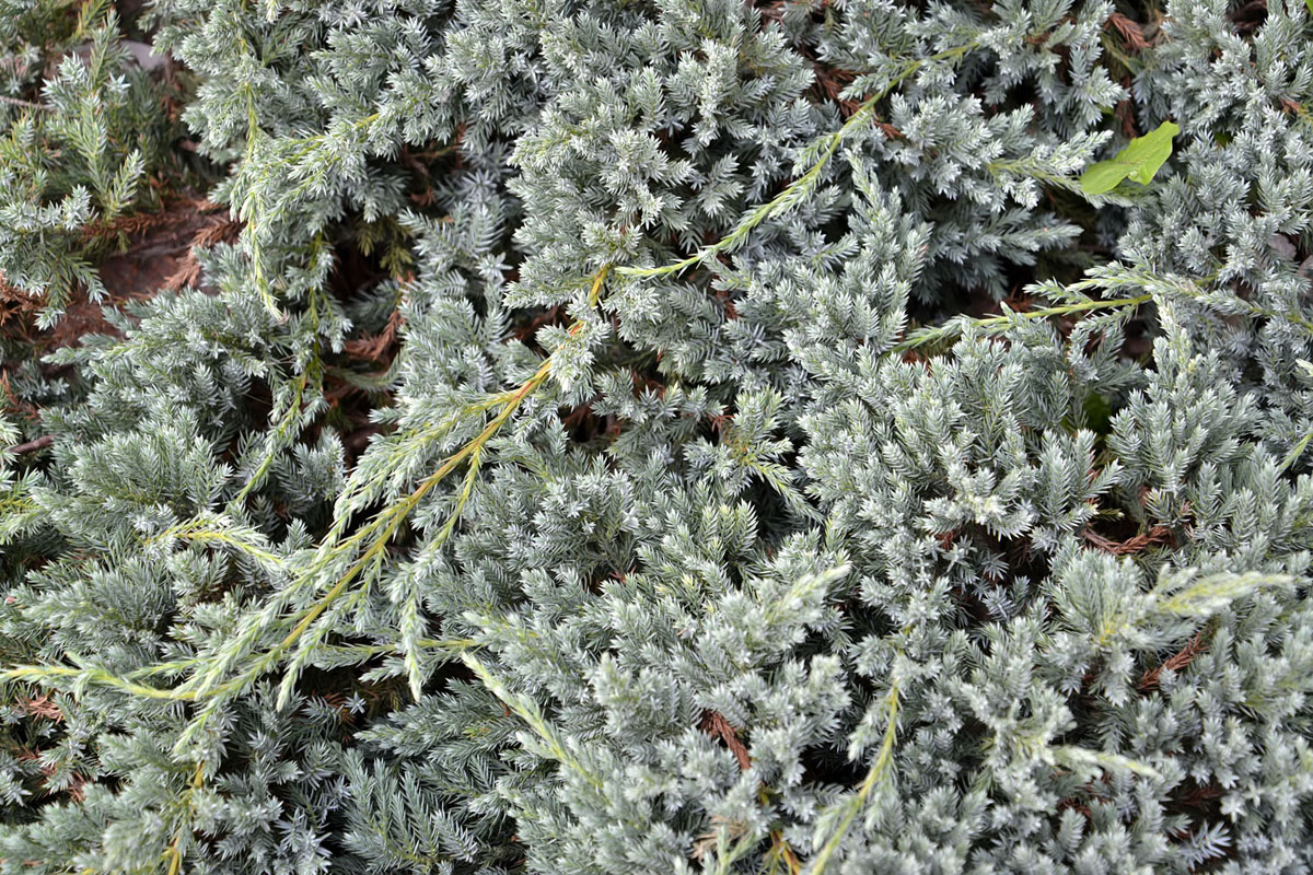 Image of Juniperus squamata specimen.