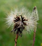 Scorzoneroides autumnalis