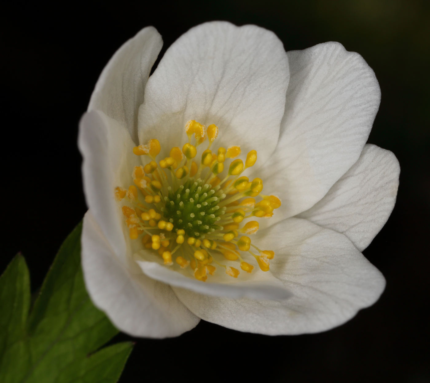 Изображение особи Anemone nemorosa.